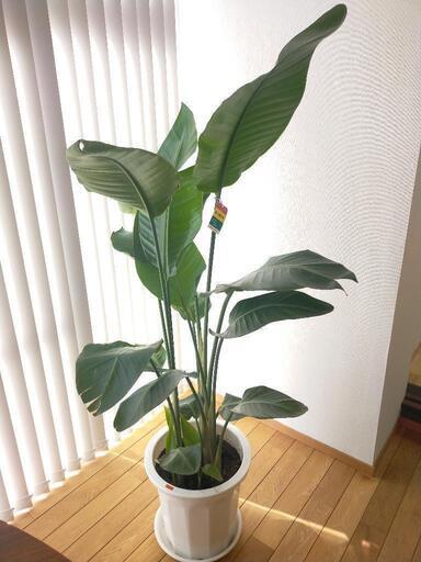 B級品/大型観葉植物】バナナのような葉が魅力！ストレリチア