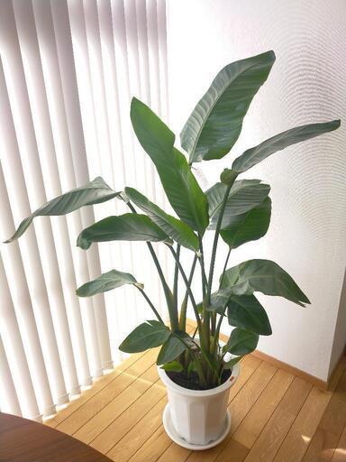 【　オーガスタ　10号　】観葉植物