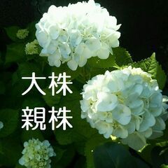 （４）白花紫陽花　樹高約48cm（剪定後）大株 大苗1株
