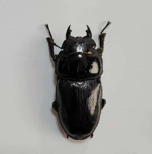 オオクワガタ 早期羽化メス単品3
