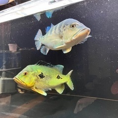熱帯魚　金魚　大型魚　値下げしました。