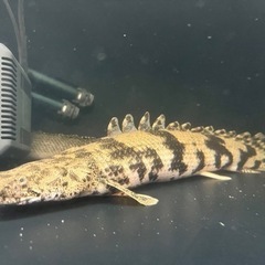 熱帯魚　金魚　大型魚　値下げしました。