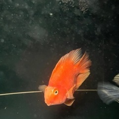 熱帯魚　金魚　大型魚　値下げしました。