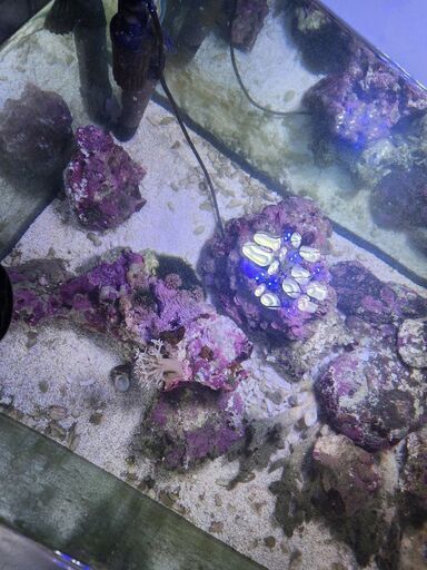 海水魚、ライブロック