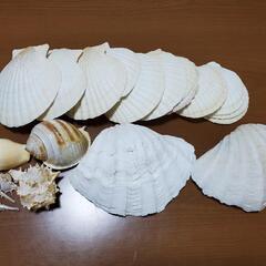 貝殻 shell 20点