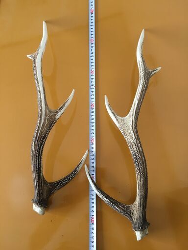 鹿の角 www.inversionesczhn.com