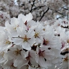 桜も見れる！？ − 大阪府