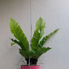 観葉植物オオタニワタリ（吊りカゴ付き）