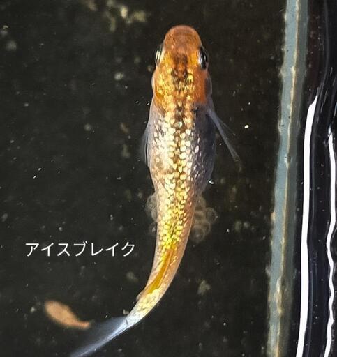 アイスブレイク 小町(赤多め) メダカの卵 各15個＋α