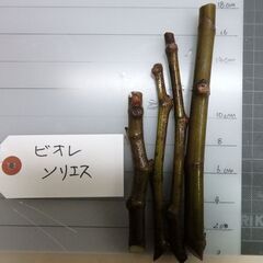 イチジク　挿し木用穂木　４本　ビオレソリエス１