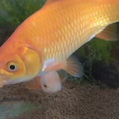 金魚の稚魚