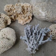 珊瑚、珊瑚砂
