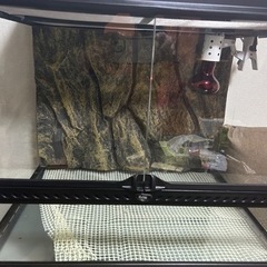 グラステラリウム6045