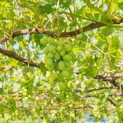 ＼茨城県かすみがうら市の農園アルバイト／週2日,3h/日〜OK！国内最大規模の青果流通企業グループ  - かすみがうら市