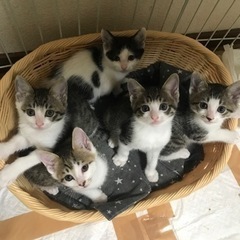 生後2ヶ月くらいの可愛い子猫達5匹