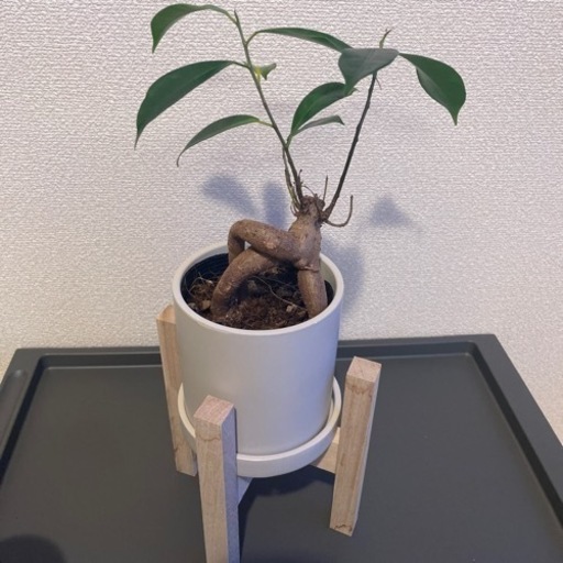 ガジュマル　観葉植物