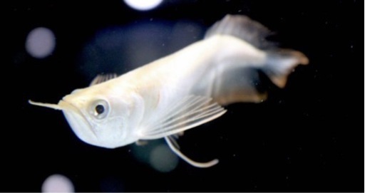 アルビノシルバーアロワナ　熱帯魚本日打ち切り予定　最終値下げ