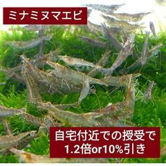 【妙典・行徳】ミナミヌマエビ 1匹/15円