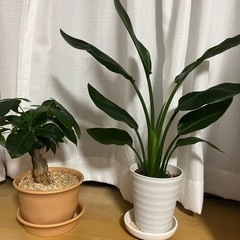 【終了してます】観葉植物　パキラ　ストレリチアレギネ