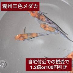 【残り9匹】雲州三色の稚魚 1匹/150円