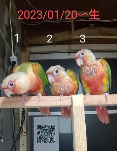 ウロコインコの雛 一羽の価格