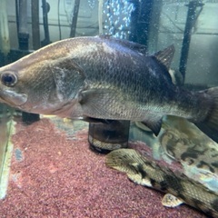 バラマンディの中古が安い！激安で譲ります・無料であげます(2ページ目  