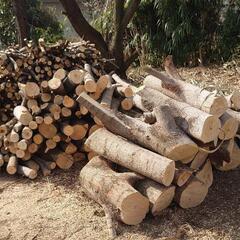 伐採木 好きな量を持っていってください。 薪にでも
