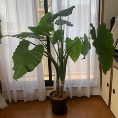 【大型観葉植物】クワズイモ