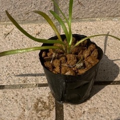 ナガバオモダカ、ビニールポットや鉢植え。