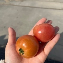 トマト60個！