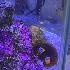 海水魚水槽セット　60cm水槽　引取り限定