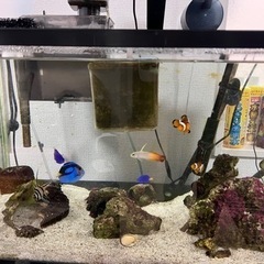 海水魚水槽セット　60cm水槽　引取り限定