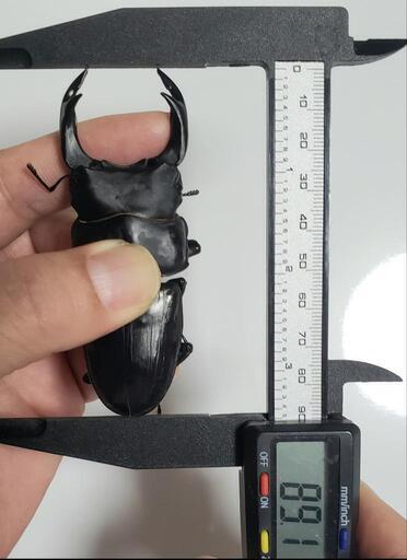 オオクワガタ 早期羽化メス単品3