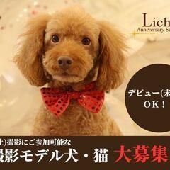 【終了】撮影モデル犬・猫、大募集！デビュー(未経験)でもＯＫ