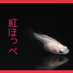 紅ほっぺめだか【稚魚〜幼魚】10匹+α