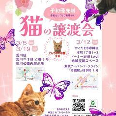 とらちゃん本舗保護猫譲渡会in岩槻3/12