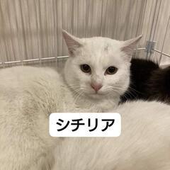 【譲渡決定】ちょっと繊細なイケ猫★シチリア