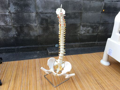 【人体模型】3B 脊柱可動型モデル 大腿骨付 スタンド付