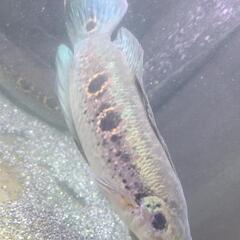 【ネット決済】フラワートーマン　大型魚　古代魚　アロワナ
