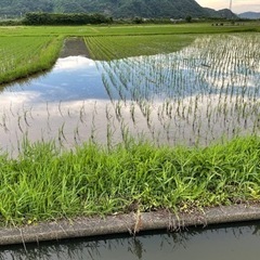 令和５年産・無農薬・朝日米・10キロ、