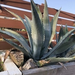 アガベ アメリカーナ 大株 ドライガーデン ロックガーデン 植物