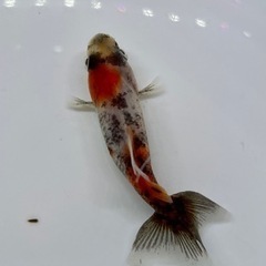 金魚 ミロク和金 白勝ち