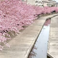 淀の桜まつり🌸