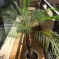 3/5まで割引 フェニックスロベレニー 2本立 2頭 ダブルヘッド 2股 ①