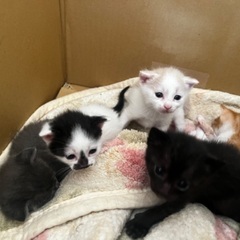 生後1か月の猫ちゃん達 − 千葉県