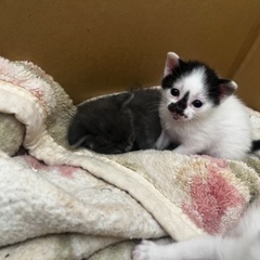 生後1か月の猫ちゃん達 - 猫