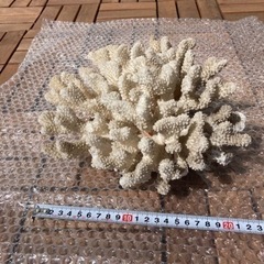 白珊瑚　化石珊瑚　ライブロック
