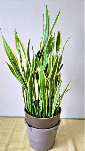 観葉植物 サンスベリア　約110cm　鉢付き