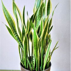 観葉植物 サンスベリア　約110cm　鉢付き