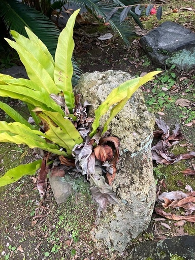 庭石